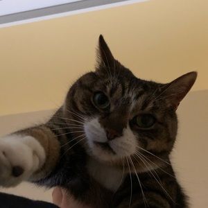 Meet your Posher, Ella